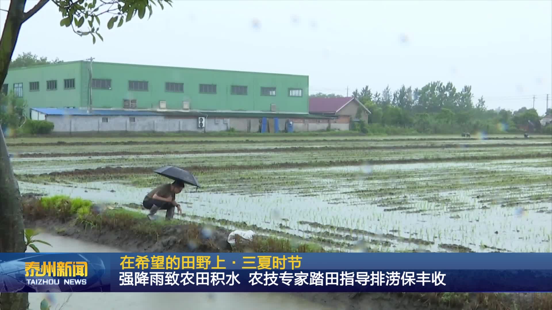 在希望的田野上·三夏时节  强降雨致农田积水 农技专家踏田指导排涝保丰收